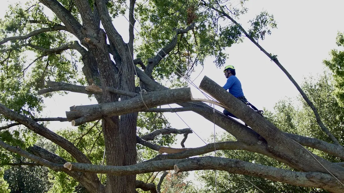 Professional Crown Thinning performed by certified arborists in Saint Petersburg