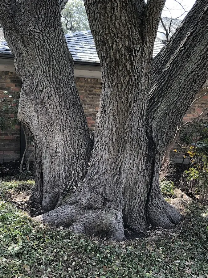 Mature heritage tree close to a Saint Petersburg property cared for by certified arborists